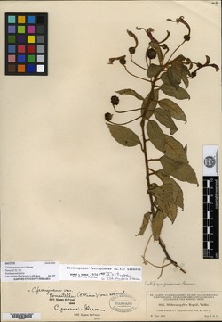 Centropogon poasensis image