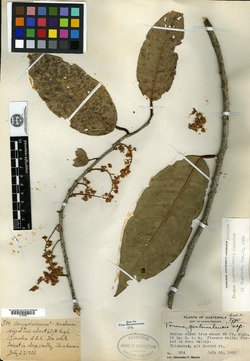 Image of Prunus guatemalensis