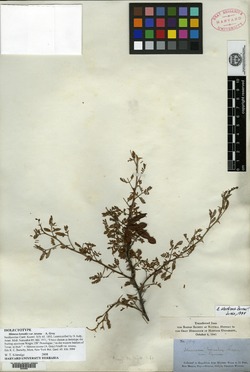 Image of Mimosa texana