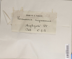Verrucaria nigrescens image