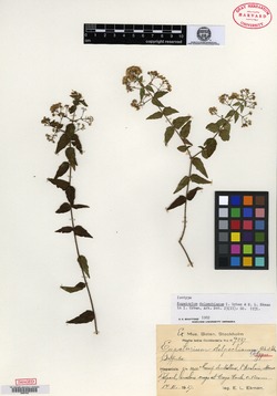 Image of Koanophyllon delpechianum