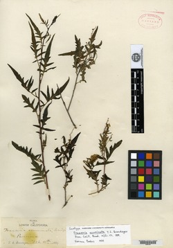 Ambrosia acuminata image