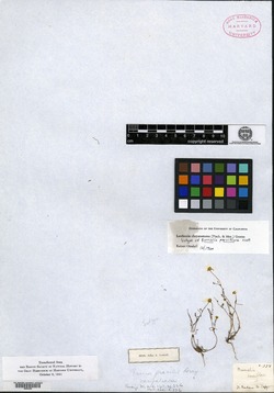 Burrielia parviflora image