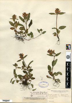 Prunella vulgaris f. rhodantha image