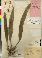 Image of Maxillaria powellii