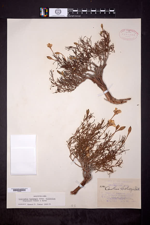 Calylophus hartwegii subsp. filifolius image