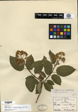 Ehretia latifolia image