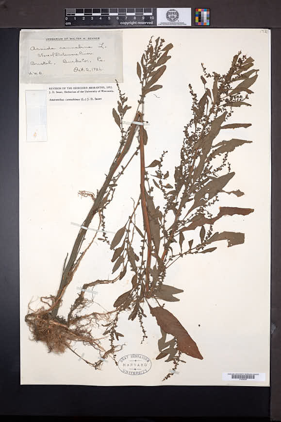 Amaranthus cannabinus image