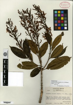 Image of Vochysia allenii