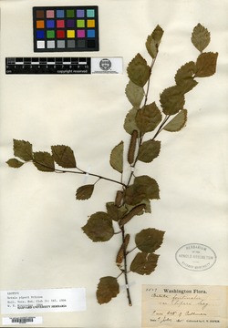 Image of Betula piperi