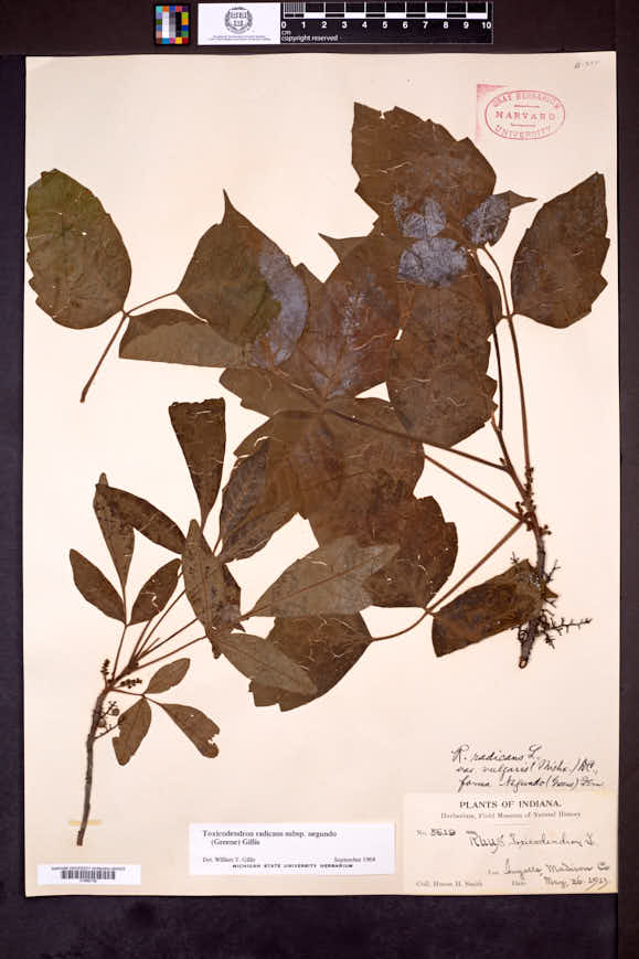 Toxicodendron radicans subsp. negundo image
