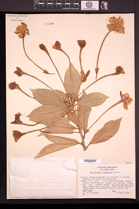 Brunfelsia undulata image