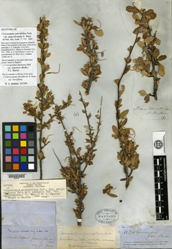 Cercocarpus parvifolius var. paucidentatus image