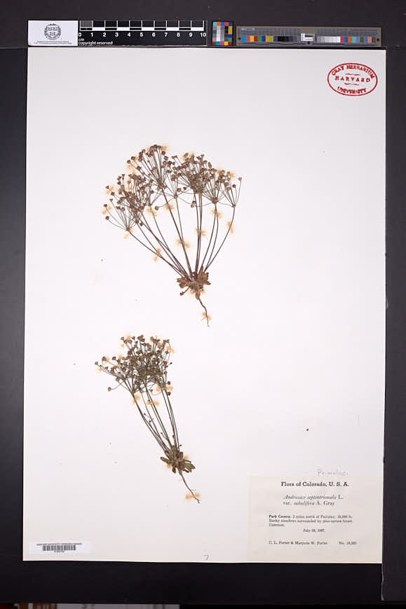 Androsace septentrionalis subsp. subulifera image