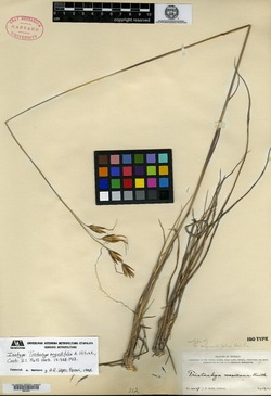 Tristachya angustifolia image