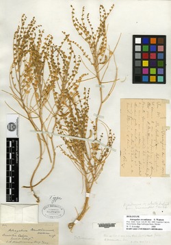 Astragalus orcuttianus image