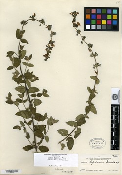 Image of Salvia tepicensis