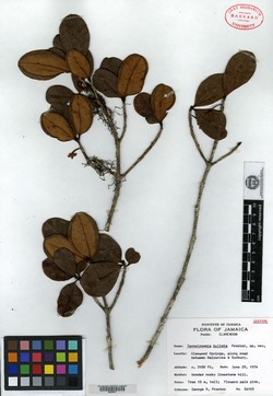 Image of Ternstroemia bullata