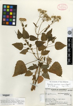 Image of Eupatorium zunilanum