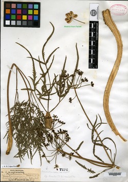 Image of Prionosciadium watsonii