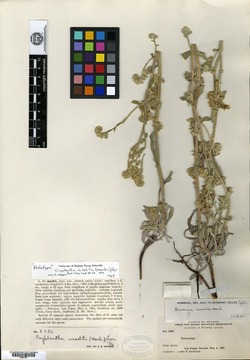 Oreocarya insolita image