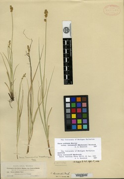 Carex townsendii image