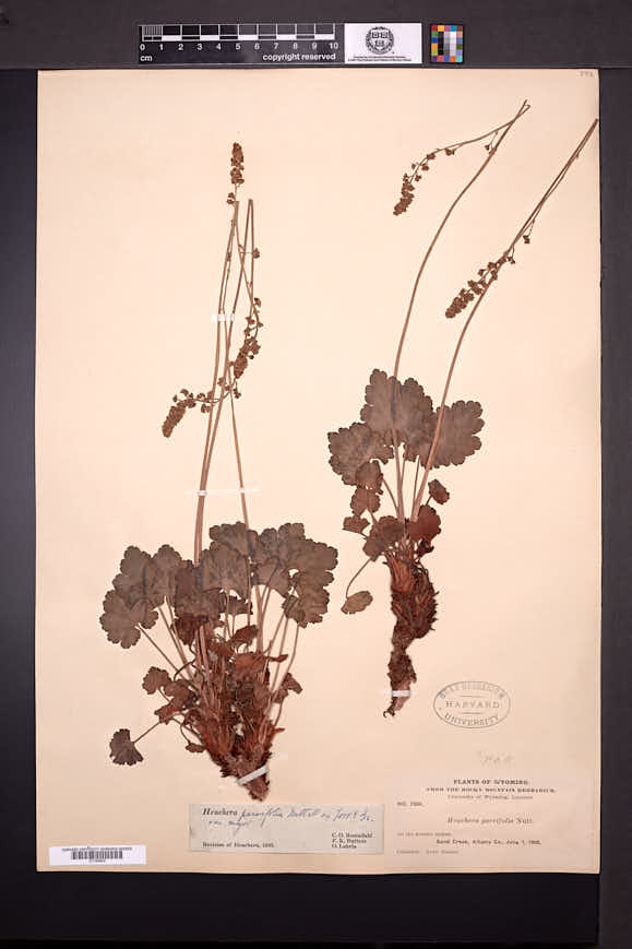 Heuchera parvifolia var. major image