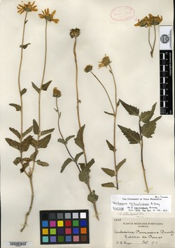 Verbesina chihuahuensis image