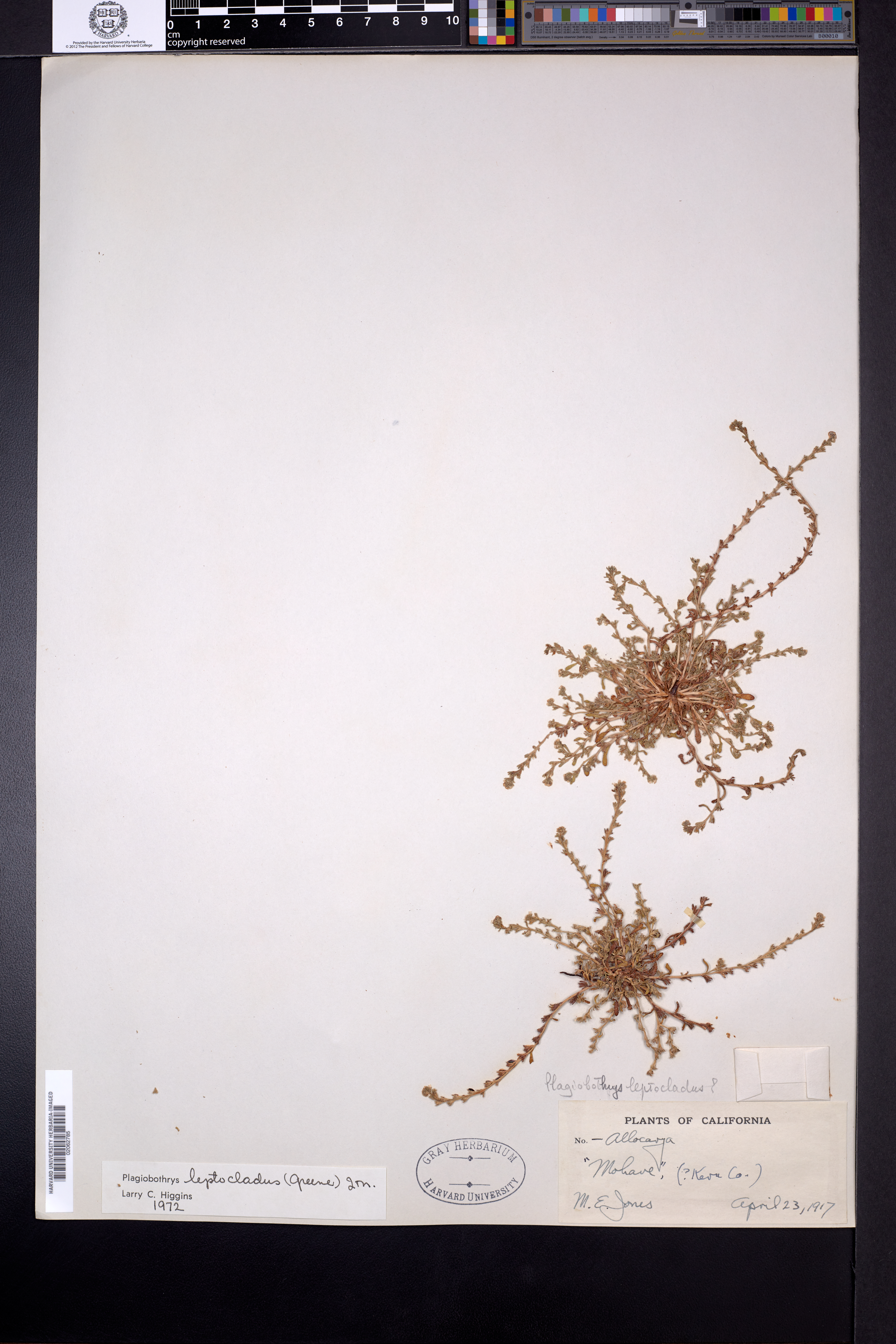 Plagiobothrys leptocladus image