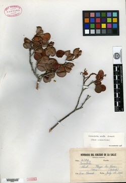 Image of Coccoloba acuna
