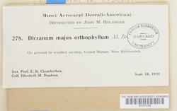 Dicranum majus var. orthophyllum image