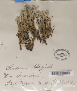 Cladonia turgida image