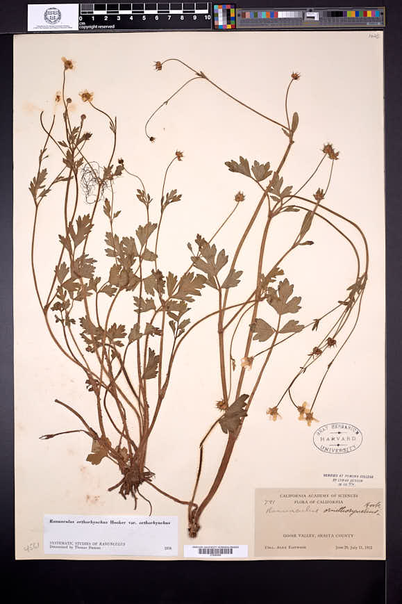 Ranunculus orthorhynchus image