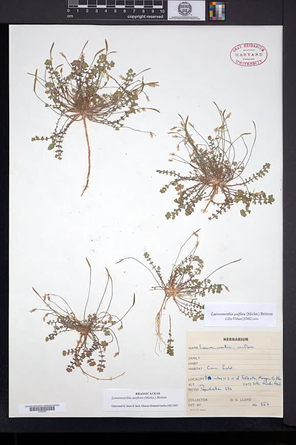 Leavenworthia uniflora image