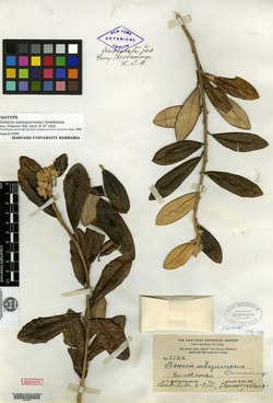 Antillanthus subsquarrosus image