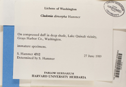 Cladonia dimorpha image