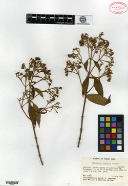 Image of Tibouchina inopinata