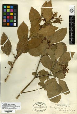 Image of Euonymus patens