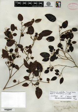 Image of Calycogonium heterophyllum
