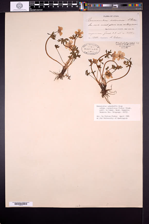 Ranunculus eschscholtzii var. suksdorfii image