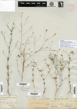 Gilia pharnaceoides image