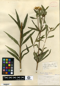 Image of Helianthus verticillatus