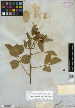 Image of Psoralea strobilina