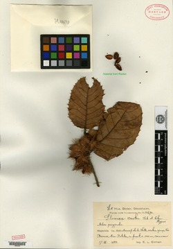 Image of Sloanea ilicifolia