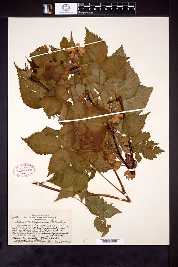 Rubus michiganensis image