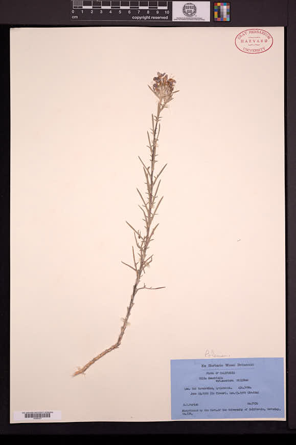Gilia densifolia image