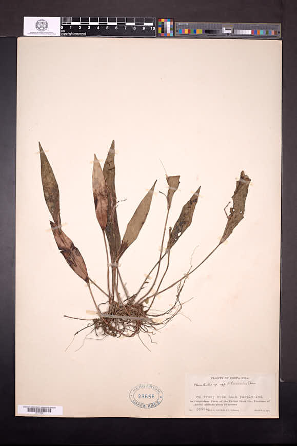 Acianthera hondurensis image