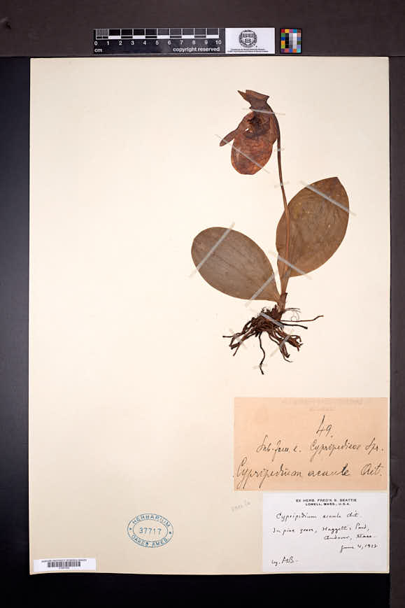 Cypripedium acaule image