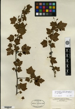 Ribes cynosbati var. glabratum image