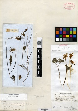 Image of Dicentra pauciflora
